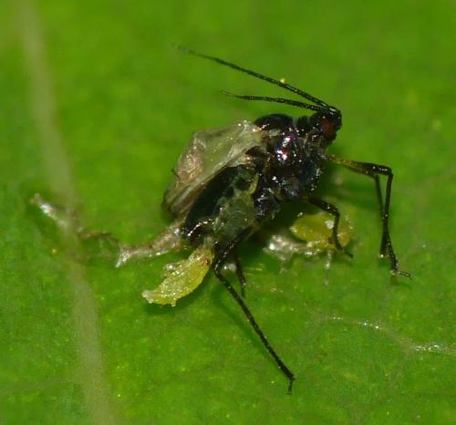 Brachycaudus sp.
